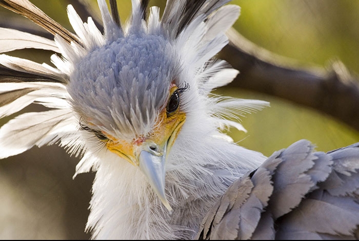 Дэлхийн хамгийн "эмэгтэйлэг" шувуу Сигитарус