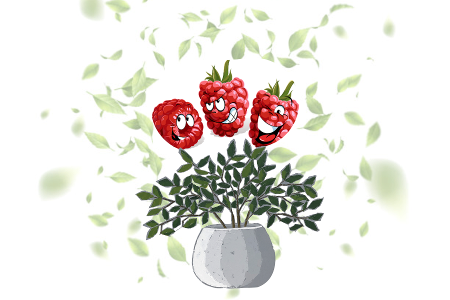 Бөөрөлзгөнө жимс гэрийн нөхцөлд ургуулахдаа анхаарах зүйлс