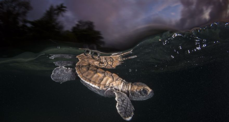ФОТО: "National Geographic"-ийн оны шилдэг зургууд
